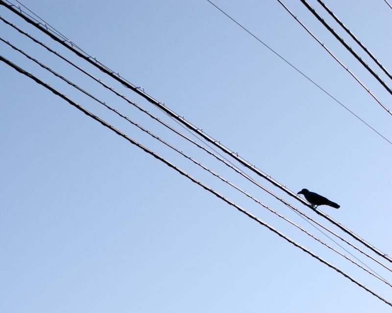 bird on electric line